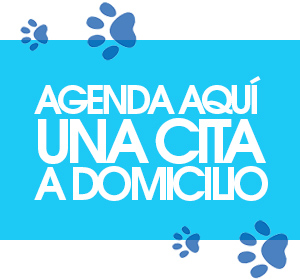 estetica canina a domicilio en monterrey