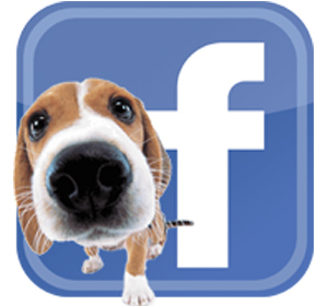estetica canina en monterrey