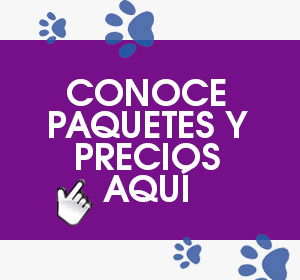 paquetes happy dogs monterrey morado