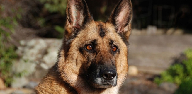 Perro Pastor Alemán