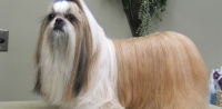 Peluquería para perros en Monterrey