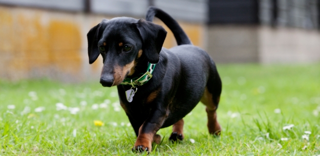 Perro Dachshund