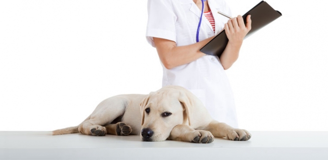 Desparasitación de Perros en Monterrey