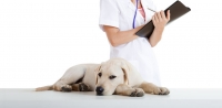 Desparasitación de Perros en Monterrey