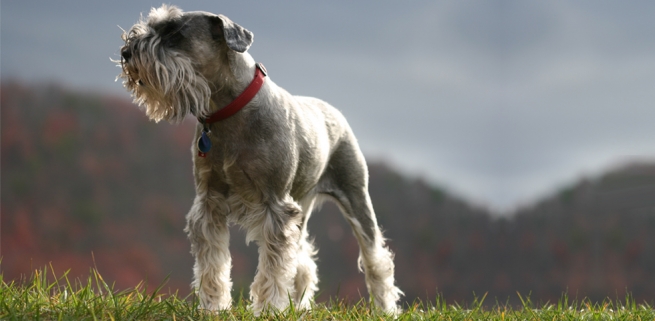 Perro Schnauzer