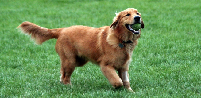 Perro Golden Retriever