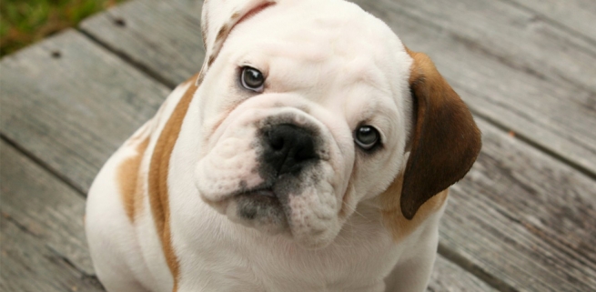 Perro Bulldog