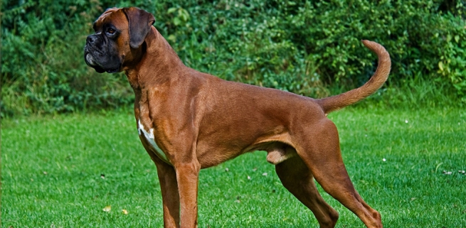 Perro Boxer