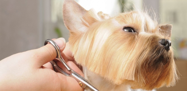 Estética Canina en Monterrey