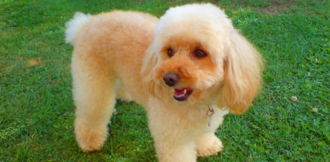 Perro French Poodle