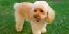 French Poodle