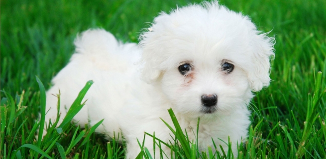 Perro Bichón Maltés