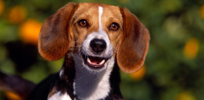Perro Beagle