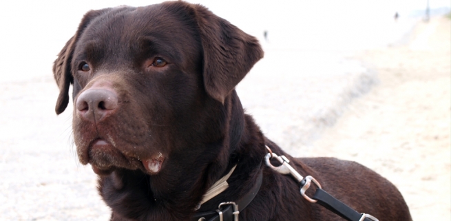 Labrador