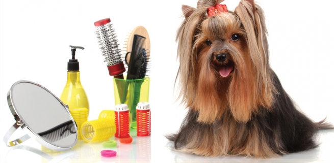Estética para Perros a Domicilio en Monterrey